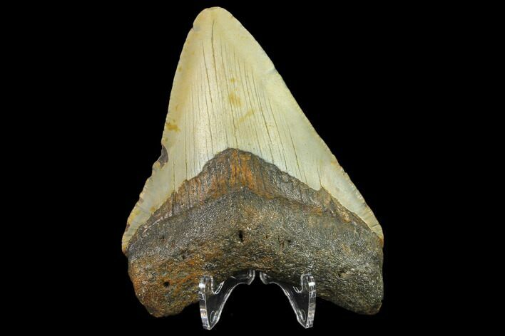 3.77" Fossil Megalodon Tooth - North Carolina